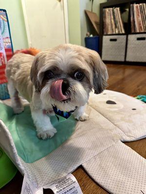 Our boy, Guy with his fresh haircut