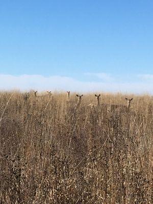 You never know who's watching you when your on the trail.