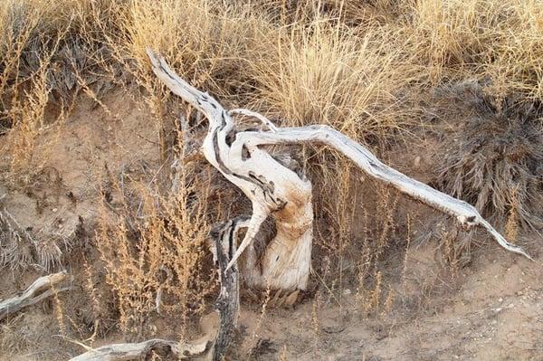 Twisted dead tree near playa lake