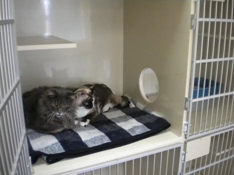 Rufus & Minnie cuddle in one half of their kitty condo.