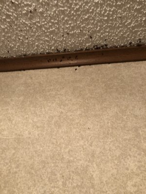 MORE ROACHES ON WALL