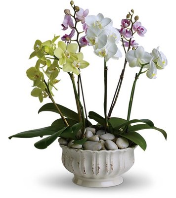 Two brilliant green miniature phalaenopsis orchids, two lavender miniature phalaenopsis orchids and two dazzling white miniature orchids.