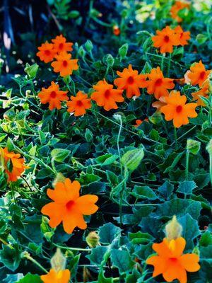 Nasturtiums