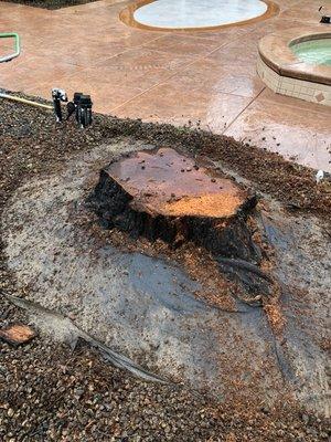 Stump ready for grinding