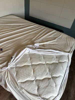 Peed stained mattress