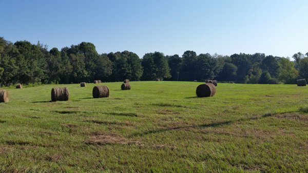 Hay Fields