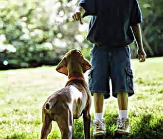 Child training a dog to sit.