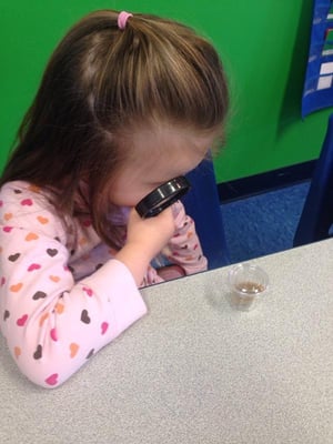 Examining caterpillars and learning about life cycles in preschool