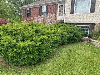 The before photo for a shrub we did for a client