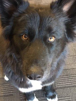 Friendly office dogs