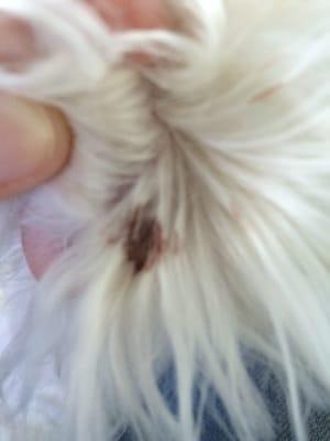 Butchered my dogs ear