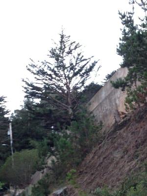 Monterey Cypress,
Pacifica, CA.