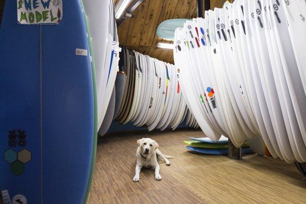 shop dog, Kolbi, knows where the best selection of boards are!