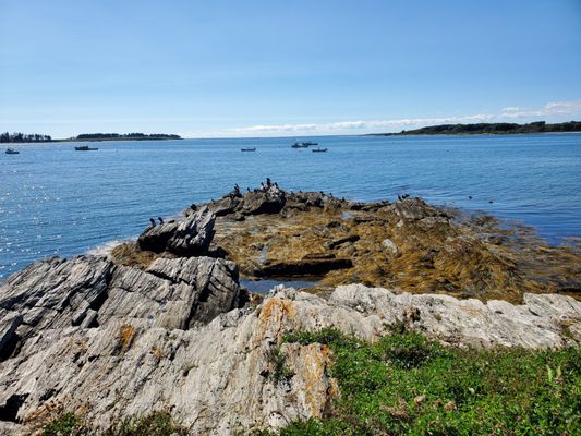 cormorants with lobster boats in the distance