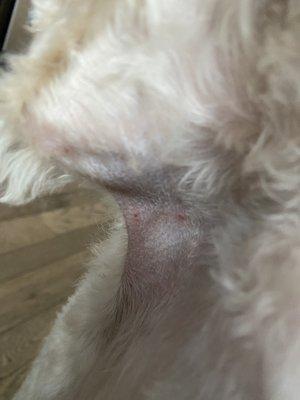 Cuts under his other leg from grooming