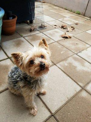 Meet Bailey a sweet Yorkie!