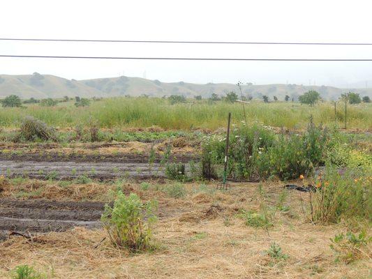 The Namu Gaji Farm in Sunol