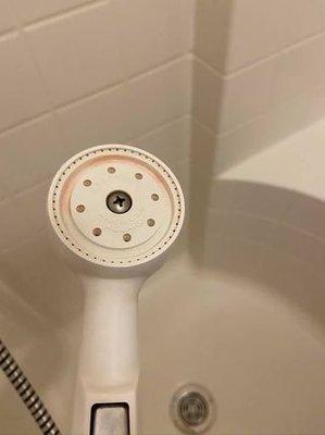 Bacterial Mold on Showerhead