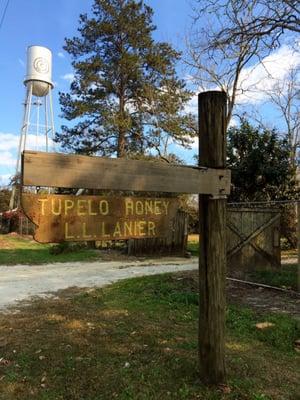 Lanier Ll & Son's Tupelo Honey