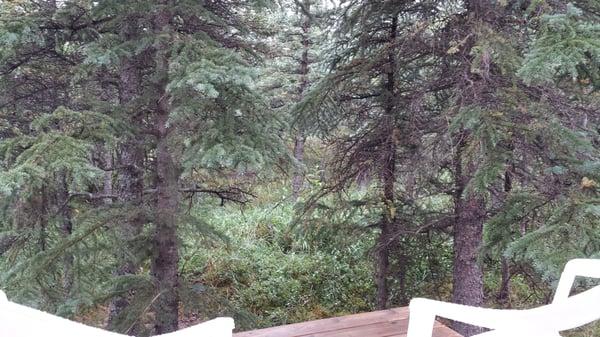 Deck overlooking the trees.