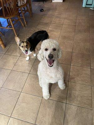 She got her poodle cut and has the biggest smile