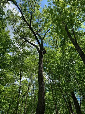 Tree climbing