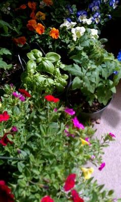 Bells a million flowers, pansies, tomatoes, basil and lantana. Recent Tropical Decor @ WP farmers market haul.