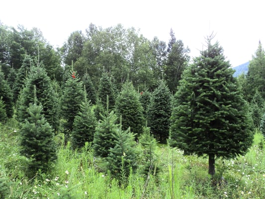 A snapshot of Uncle Steve's 250 acre Christmas Tree Farm