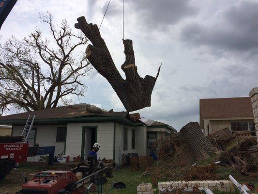 Using a crane to pick a plains cottonwood off of a house in Aransas Pass, TX