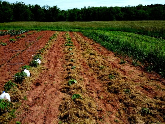 Mulching