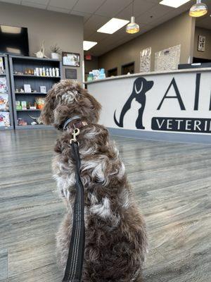 Mash excitedly waiting to see the doctor to get her spay stitches out.