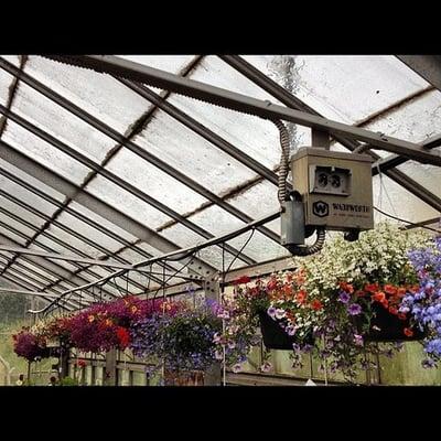 Hanging baskets