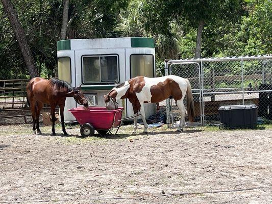 Just Horsin' Around