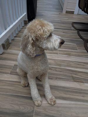 Grooming on my goldendoodle