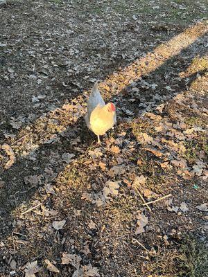 A very bold chicken