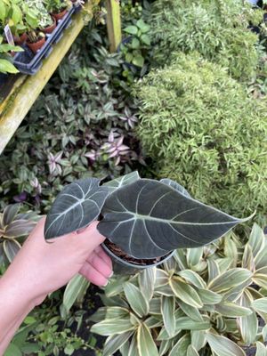 alocasia black velvet