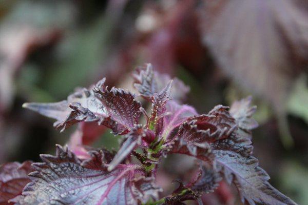 Perillae Folium is commonly known as Perilla leaf in English and Zĭ Sū Yè (紫苏叶)  in Chinese. It is used to treat cold and improve digestion.