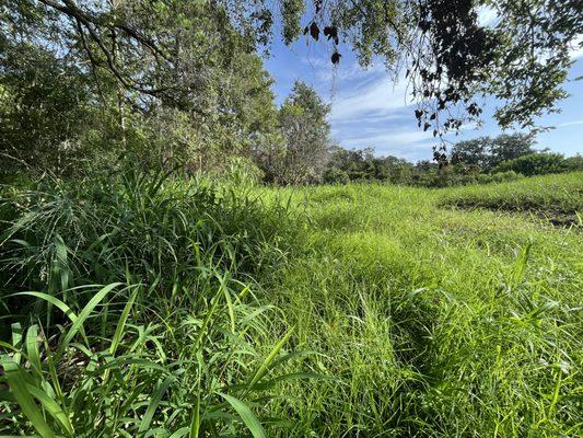 Bush hog mowing before photo