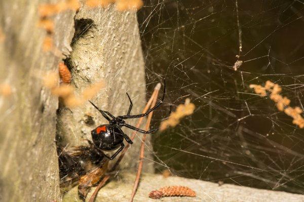 Black Widow