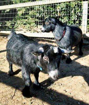 mini goats