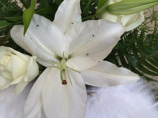 Part of the pest problem is flowers being left indoors