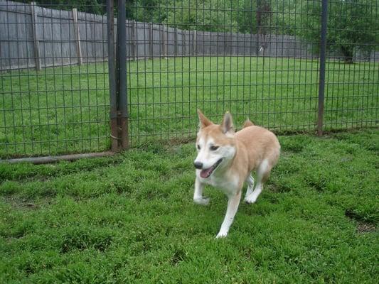 We offer lots of play time and exercise during your pet's stay with us!