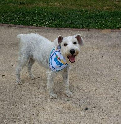 Louie after his trim!  Did a great job for his first birthday!