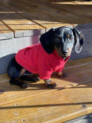 Purchased this 100% cotton sweatshirt for our doxie in 2 sizes for now & as she grows.