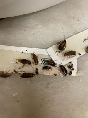 Cockroaches near a rice maker