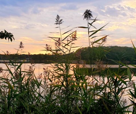 As we peek through the overgrowth on shore - (10/03/2021)