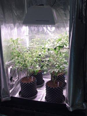 Display - Cherry tomatoes growing in a tent (in coco coir in Air Pots), trellised under a  315W CMH light.