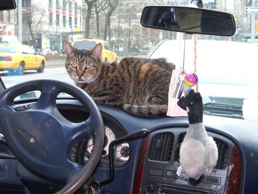 Don Juan sits on dashboard and watches the cars roll by. The Urban Nascar Racing for cats