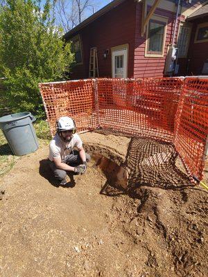 Stump grinding large green ash.