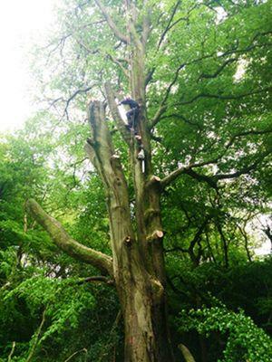 large tree remove